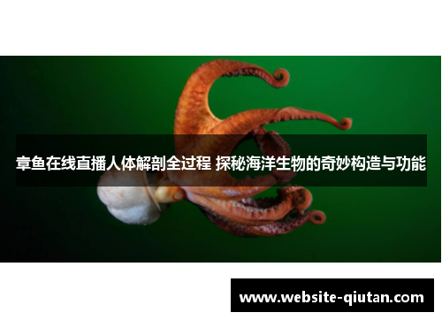 章鱼在线直播人体解剖全过程 探秘海洋生物的奇妙构造与功能
